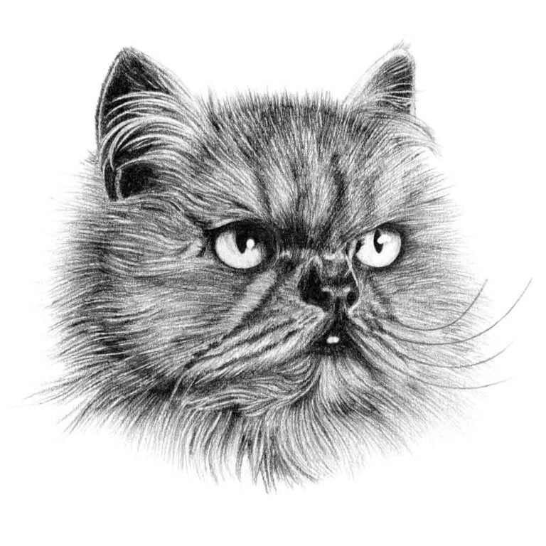 Cat portrait pencil drawing