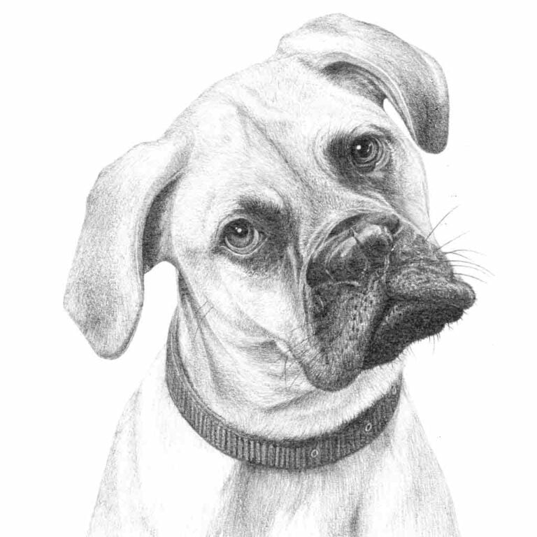 Dog portrait pencil drawing