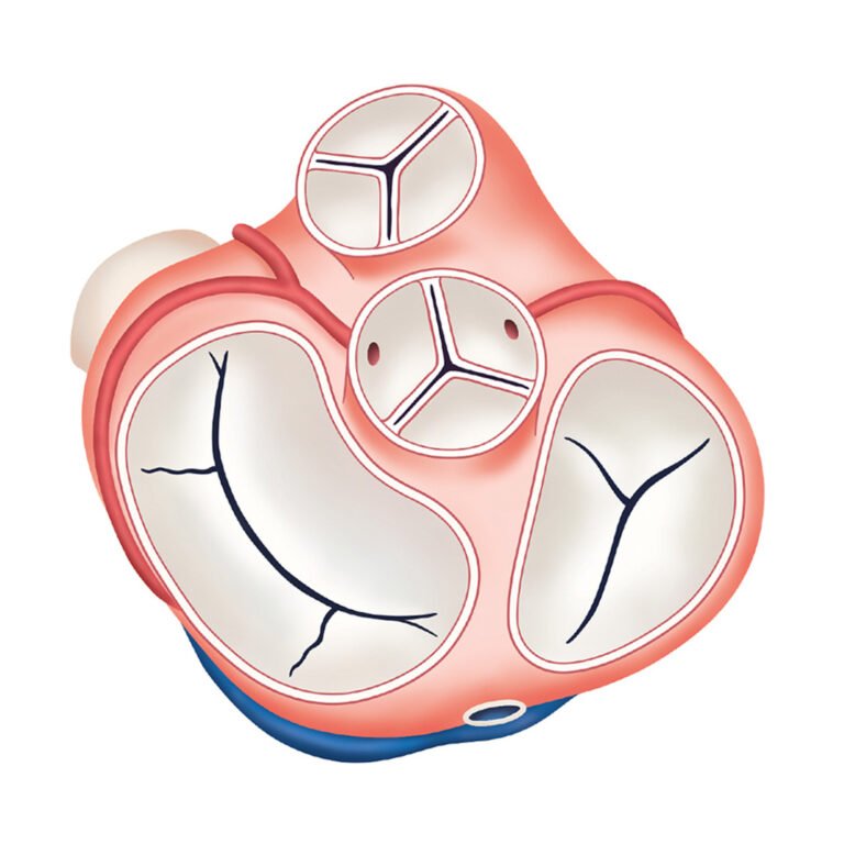 Heart illustration for King's College Hospital